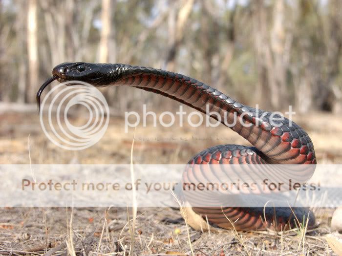 blacksnake.jpg