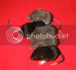 Rats123.jpg