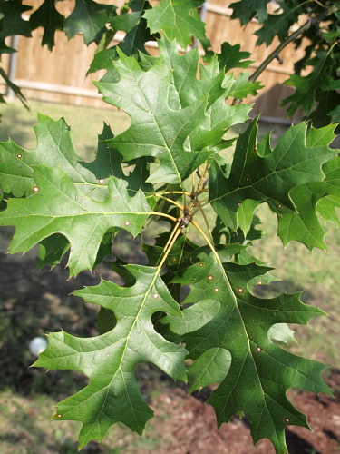 Red_Oak_500x375_01.JPG