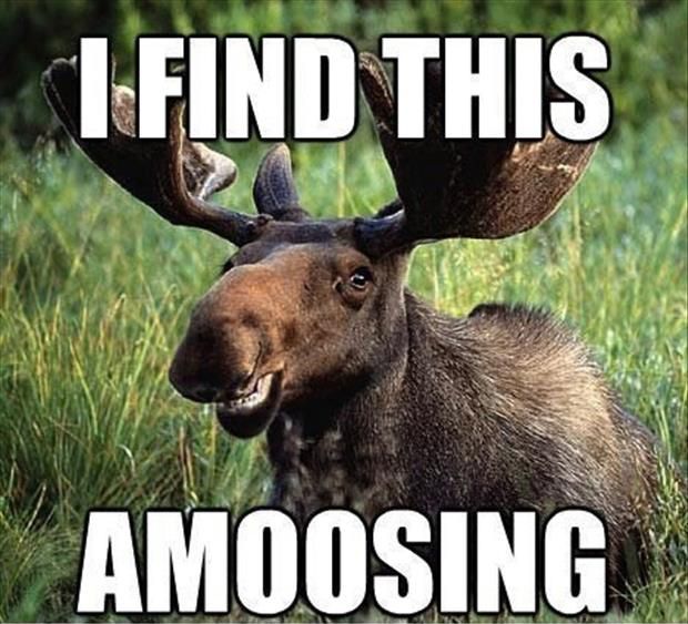 funny-moose-2.jpg