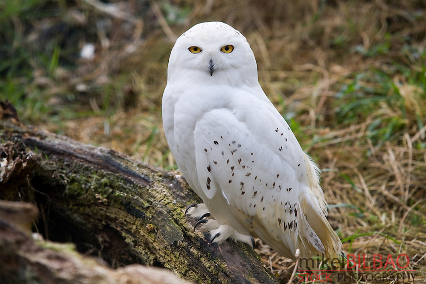 Snowy-Owl-Arctic-Owl-or-Great-White-Owl-Bubo-scandiacus.jpg