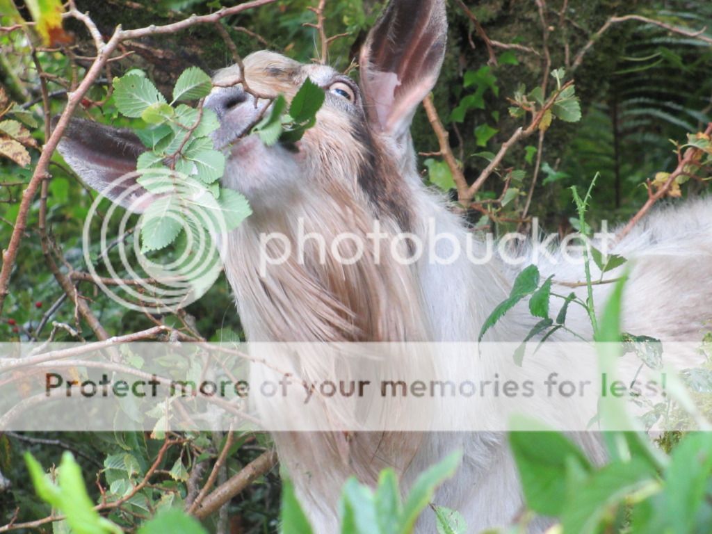 arboristGOAT023.jpg