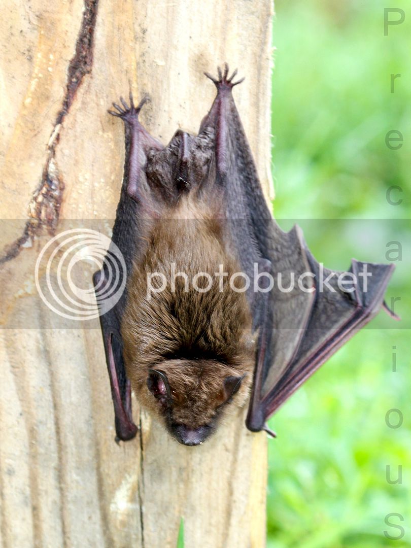 Bat_2276-sm.jpg