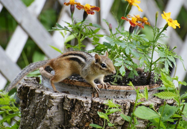 Chipmunks & Wiring  Van & RV Living Forum