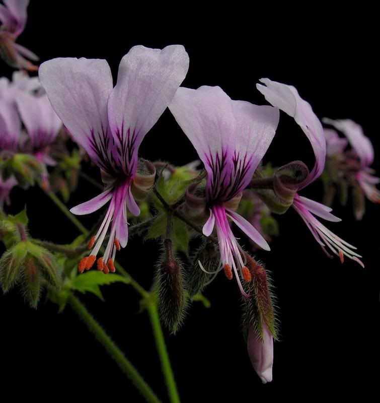 Pelargoniumhispidum4.jpg