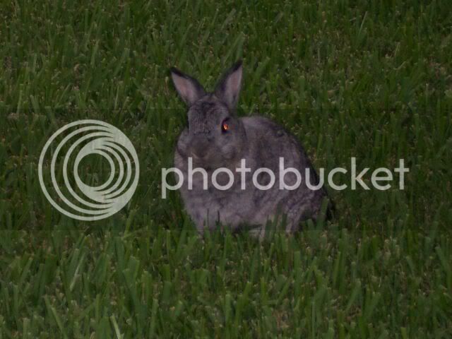 rabbitsJuly-2005004small.jpg
