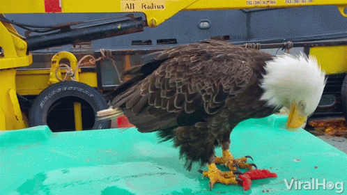 eagle-eating.gif