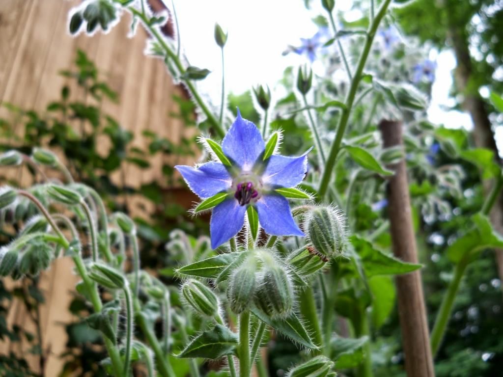 borage_zpsaaef8684.jpg