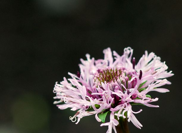 Marshalliagrandiflora_web.jpg