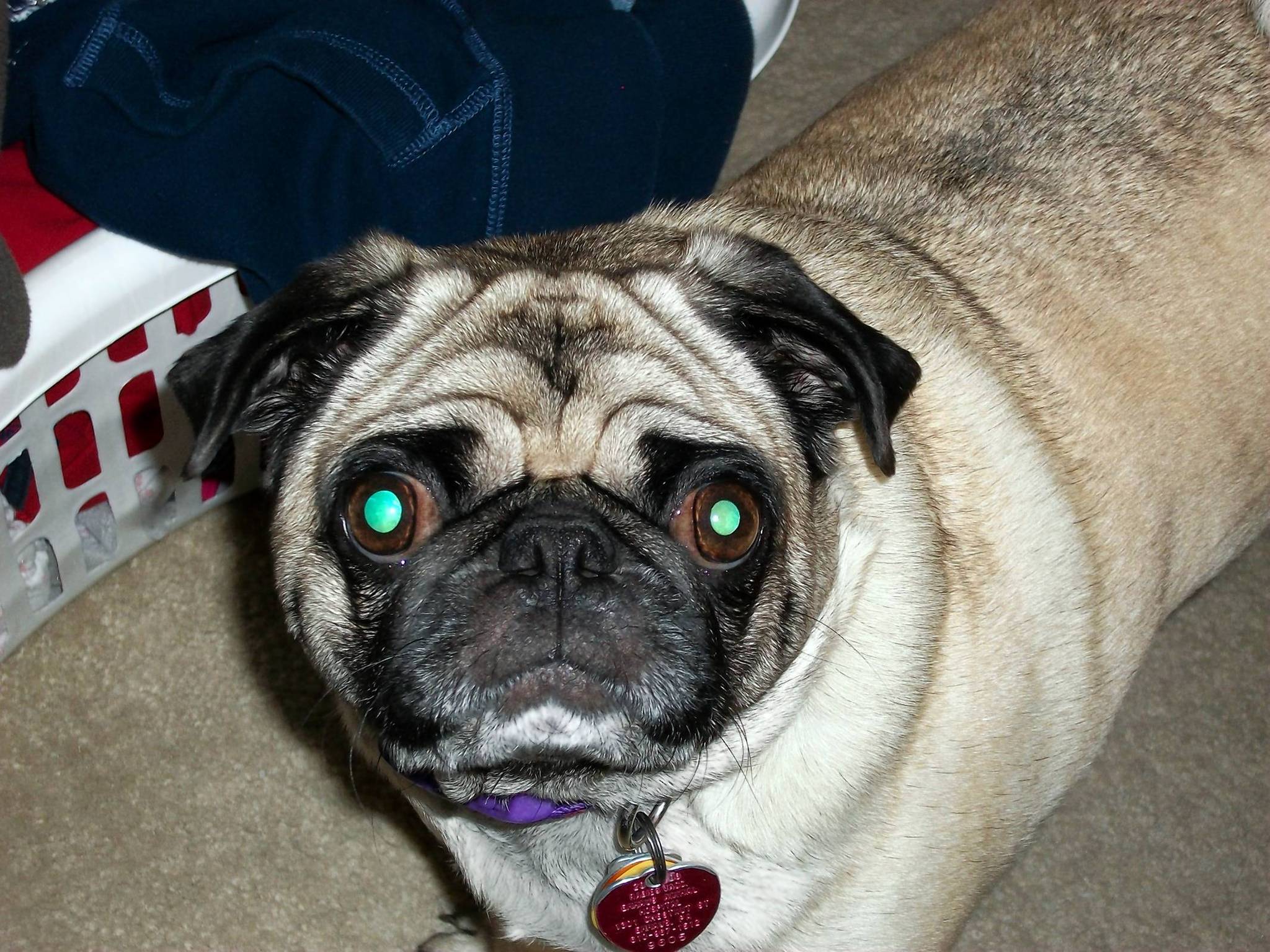 mc-pug01.jpg-20120817