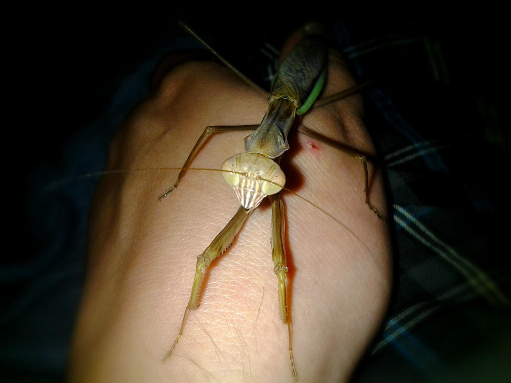 cheech_up_close__adult_female_tenodera_sinensis_by_alexandersmantids-d7r8nvz.jpg