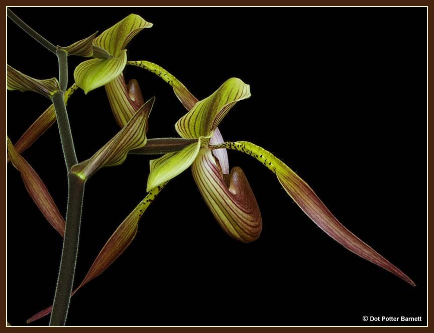 Paph_Julius-1-back.jpg