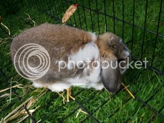 Rabbit005-1.jpg