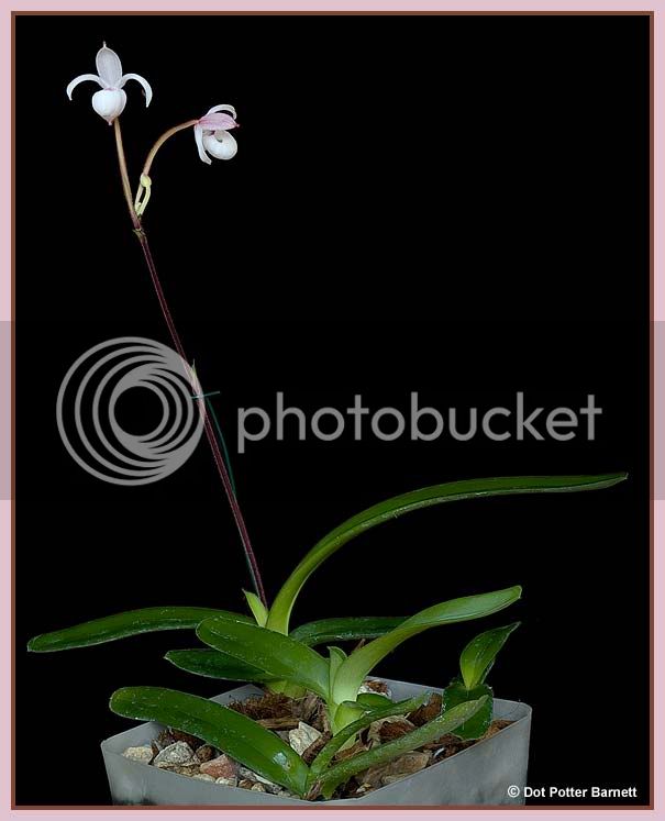 Mexipedium_xerophyticum-plant.jpg