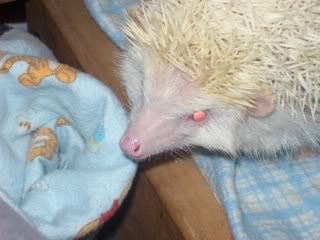 hedgie014.jpg