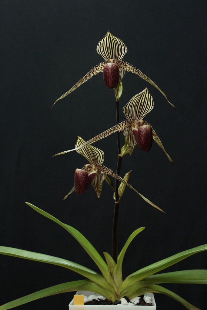 Paph%20roth%20GVxDF2_zpsaxunc9ua.jpg