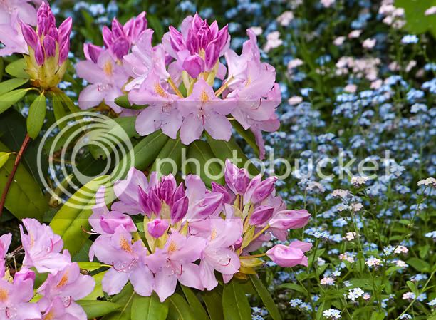 RhododendronRoseumElegansweb.jpg