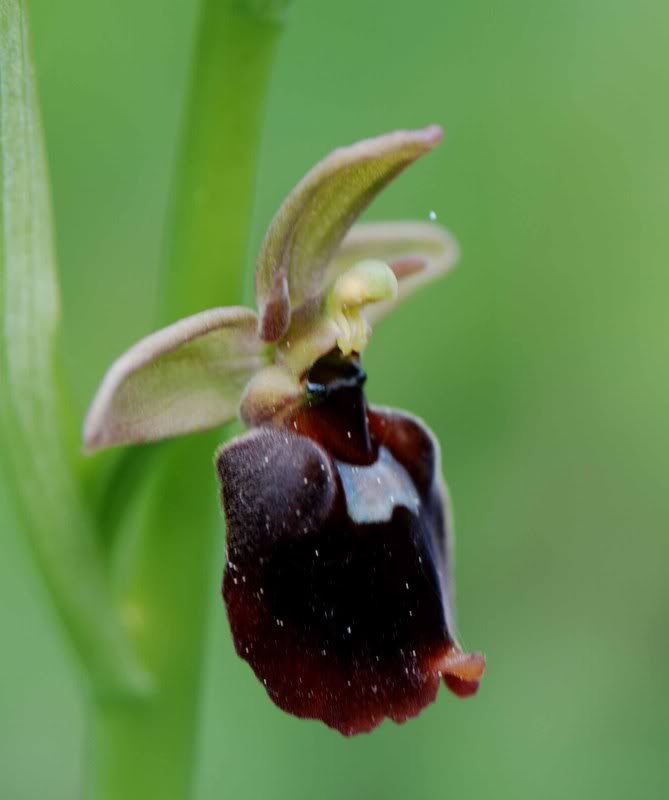 Ophryspietzschii-araneolaXinsect-2.jpg