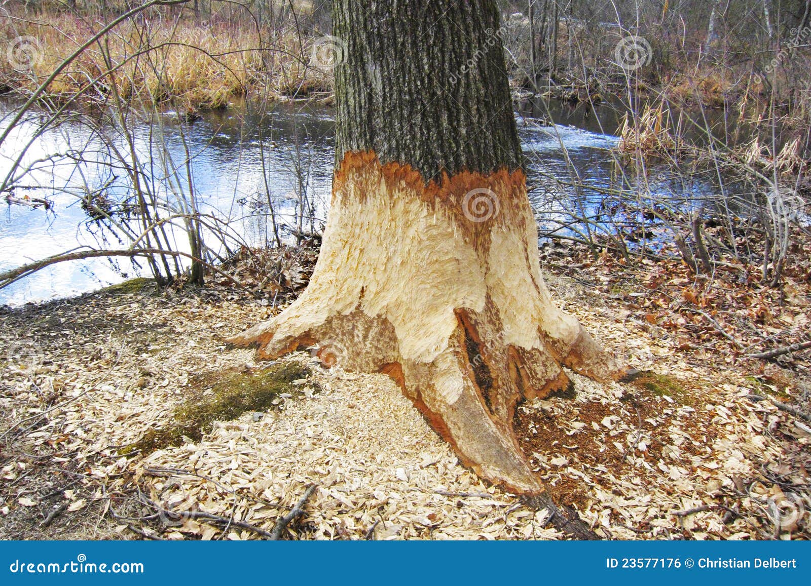 beaver-tree-damage-23577176.jpg