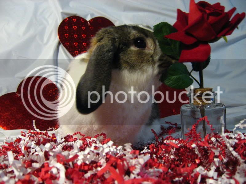 ValentineBunnies024.jpg