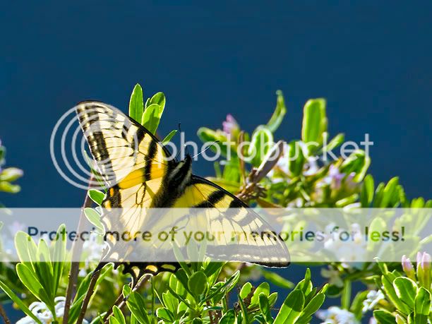 Papilioglaucusweb-1.jpg