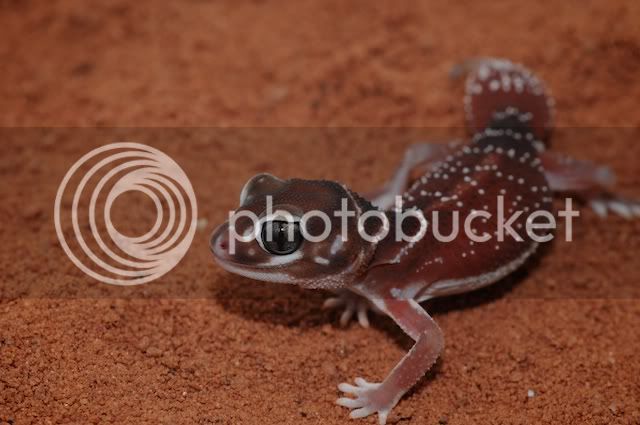 geckos008.jpg