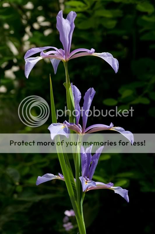 IrisspuriaLiliacina_web.jpg