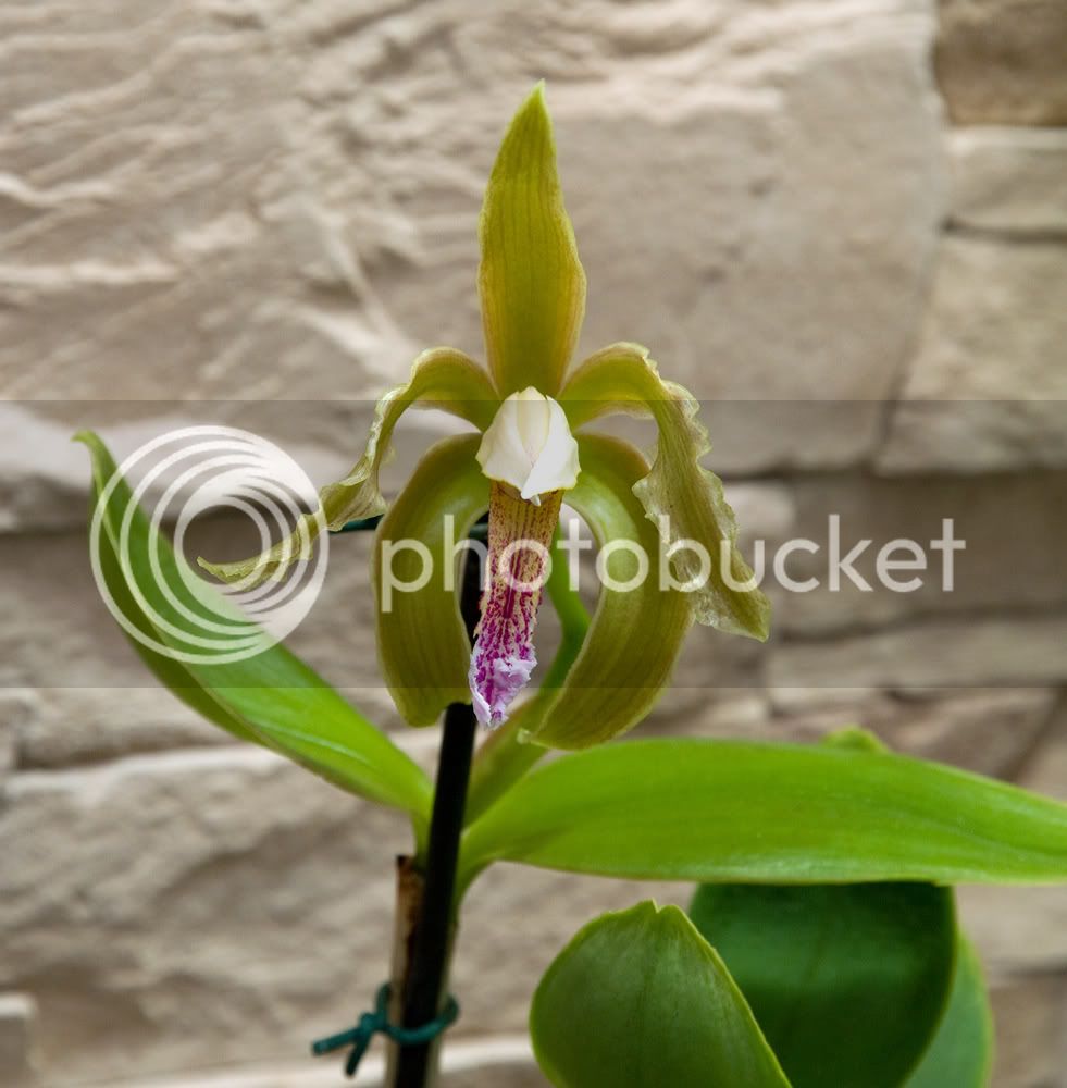 Cattleya-schoeffildiana.jpg