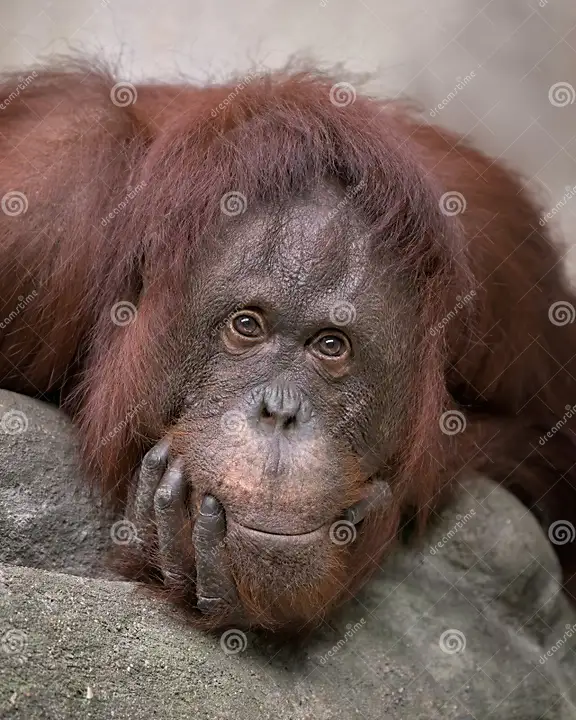 adult-female-bornean-orangutan-pongo-pygmaeus-closeup-portrait-bornean-orangutan-closeup-portrait-30.webp