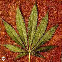cannabis_spp_maui.jpg