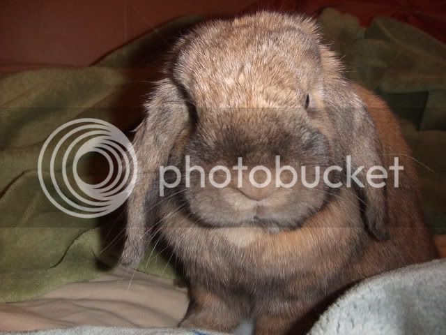 2007_0726bunnybed0040.jpg