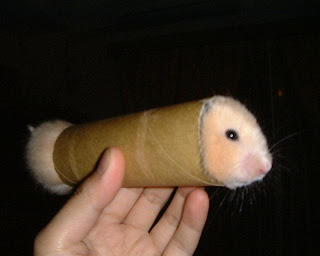 ready-to-roll-gerbil.jpg