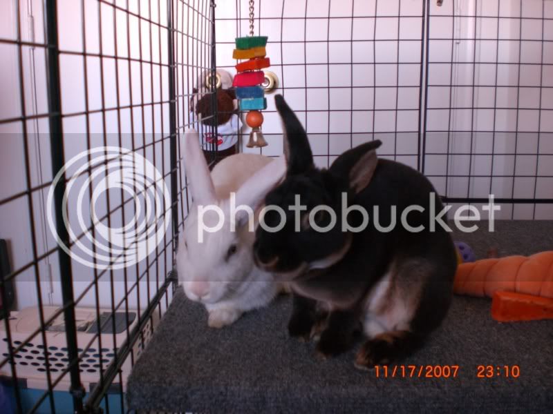 Rabbit111807055.jpg