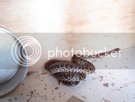 snake2.jpg