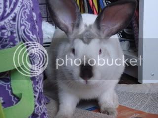 bunnies017.jpg
