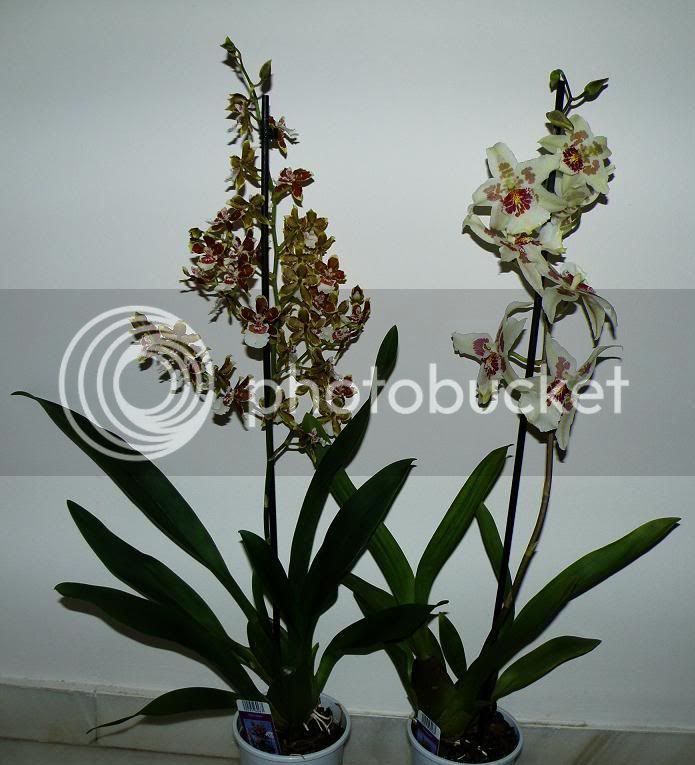 orchideen2.jpg