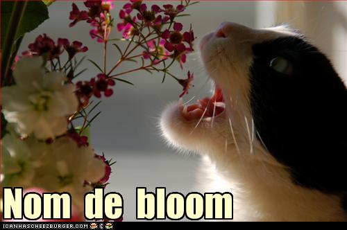 funny-pictures-cat-eats-flower.jpg