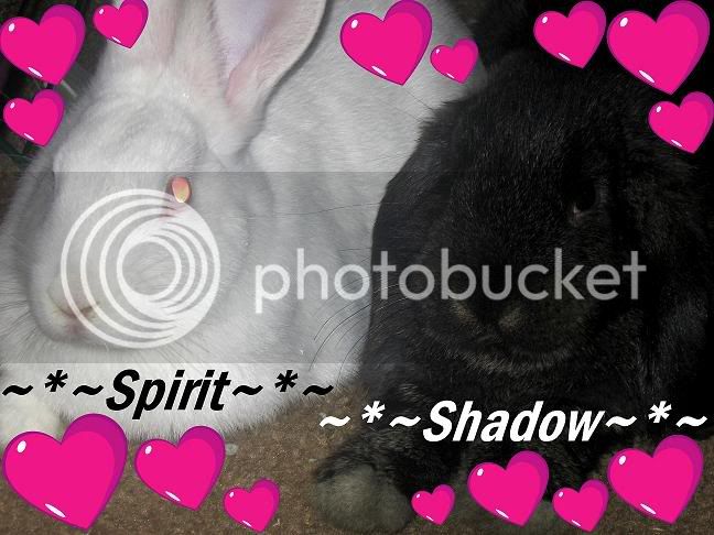 mybunnies.jpg