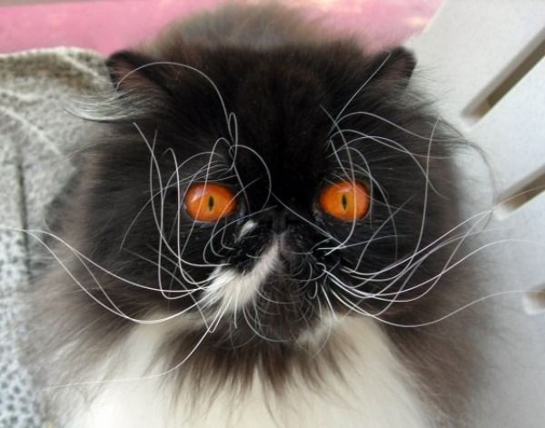 Crazy_Whiskers_Cat.jpg