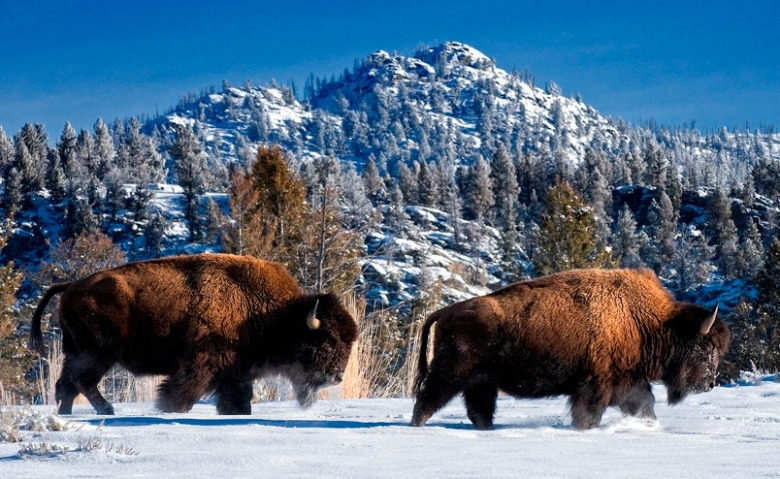 montana-bison.jpg