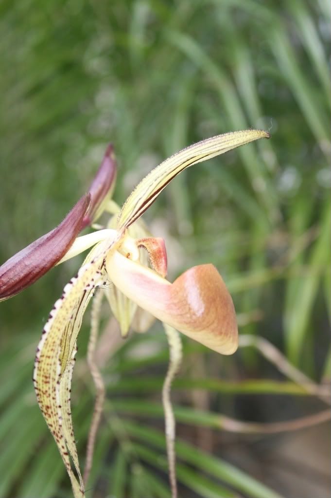 orchid011.jpg