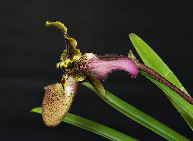 Paphiopedilum hirsutissimum 07.jpg