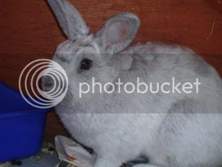 bunnies004-1.jpg