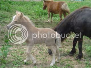 foals09036.jpg
