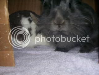 Bunnypictures-Leanne015.jpg