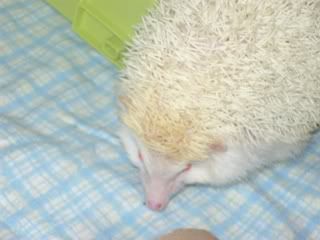 hedgie010.jpg