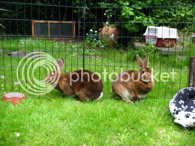 bunnies086.jpg