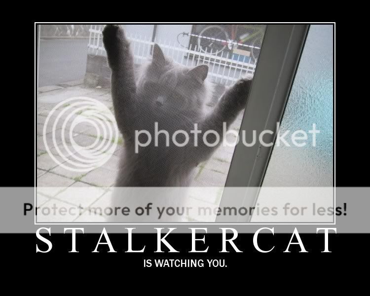 stalkercat.jpg