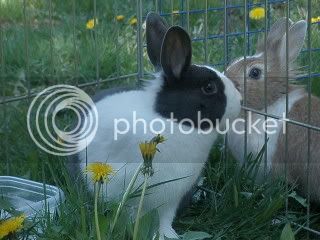 bunnies026.jpg