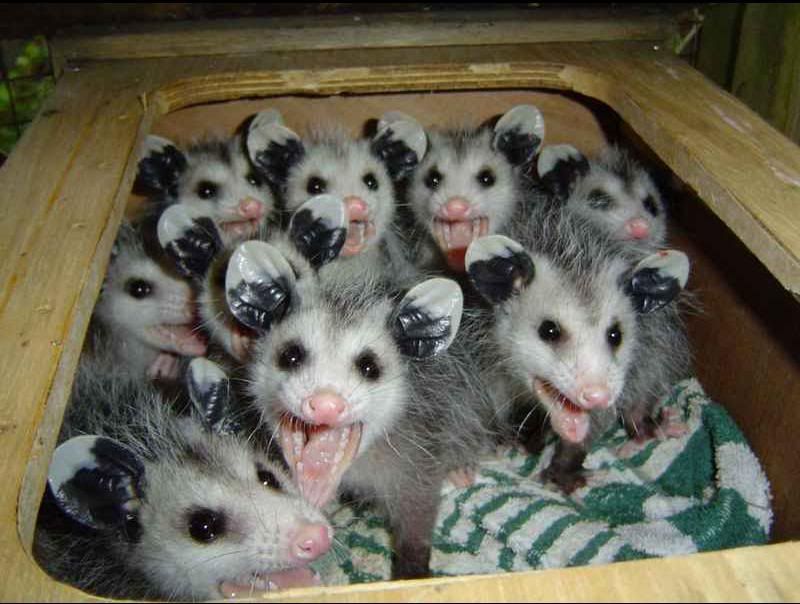 possums.jpg